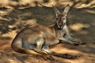 Kangaroo Computer Wallpapers, Desktop Backgrounds