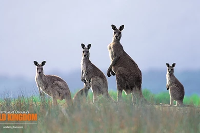Nature Wallpapers   Kangaroo