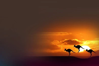 Kangaroo In Sunset HD Wallpapers