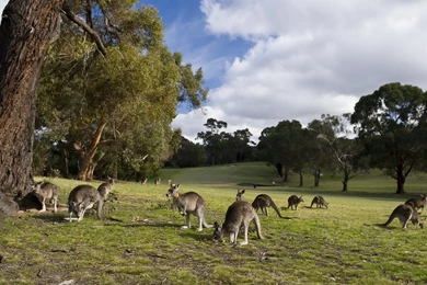Kangaroo Computer Wallpapers, Desktop Backgrounds