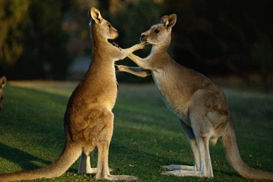 Kangaroo Wallpapers   Wallpapers Cave