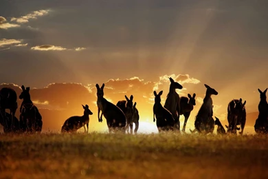 Many Kangaroos At Sunset Point In Australia HD Photo Backgrounds ...