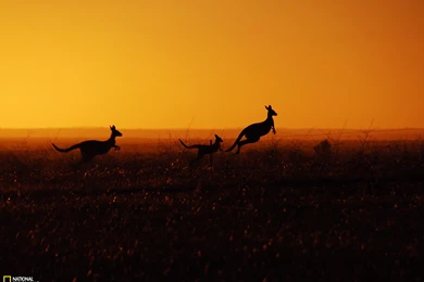 Kangaroo Picture – Animal Wallpapers   National Geographic Photo Of ...