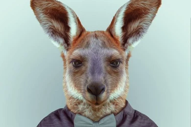 Zoo Portraits Kangaroo iPhone Wallpapers