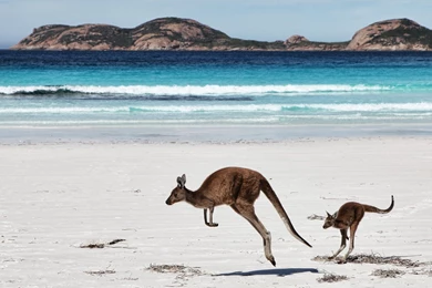 Big Kangaroo With Child Playing At Beach HD Wallpapers