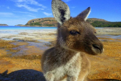 DAY MATE MARSUPIAL KANGAROO ANIMALS AUSTRALIA AUSSIE Kangaroos ...