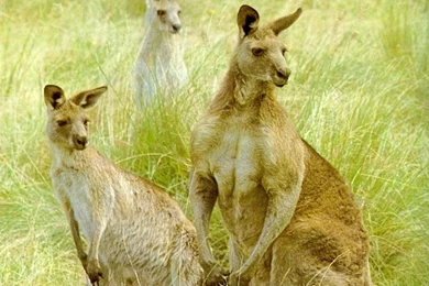 Kangaroos   Australian Animals Wallpapers (30545045)   Fanpop