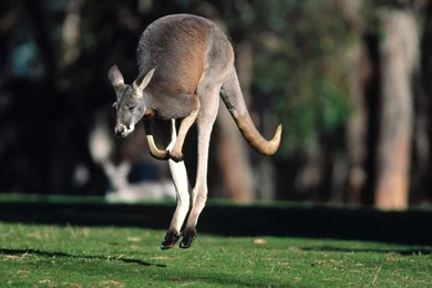 Funny Kangaroo Wallpapers For Desktop