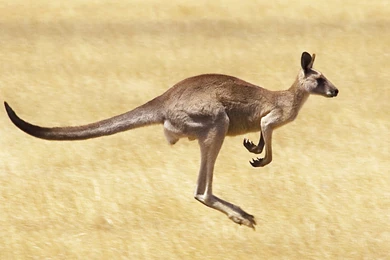 New Wallpapers Of Australian Kangaroo Animal