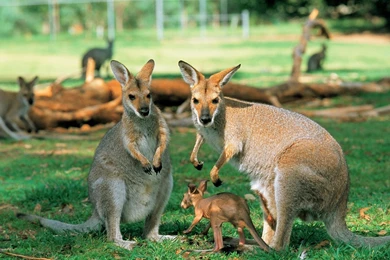 Australia Scenery Kangaroo   Wallpaper.