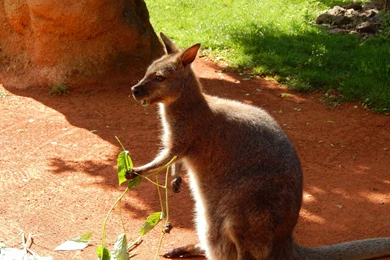 Kangaroo Wallpaper,Kangaroo Wallpapers HD Wallpaper,grass ...