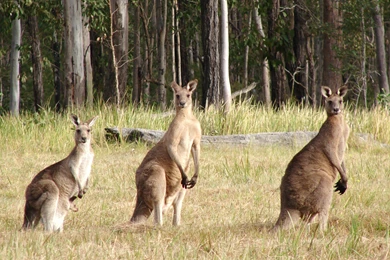 Kangaroos
