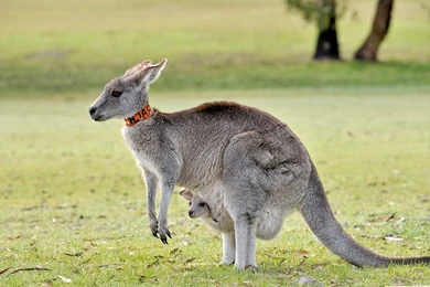 Young Australian Kangaroo Animal HD Desktop Backgrounds Wallpapers ...