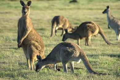 Kangaroo HD Desktop Wallpapers