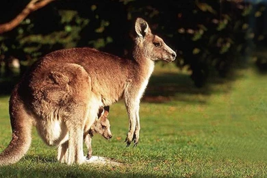 Baby Kangaroo Wallpaper.