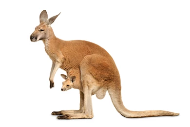 KANGAROO Marsupial Wallpapers
