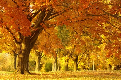 Fall Tree Wallpapers   Desktop Backgrounds