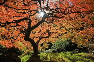 Automne Season Nature Landscapes Rain Fall Wallpapers Leaf Tree ...