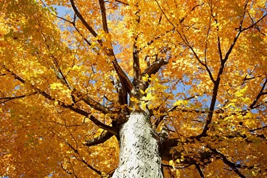 American Seasons And Celebrations Wallpapers