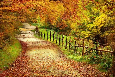 AUTUMN Fall Tree Forest Landscape Nature Leaves Wallpapers ...