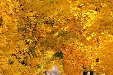 Fall Tree Pathway HD Desktop Wallpapers : High Definition ...