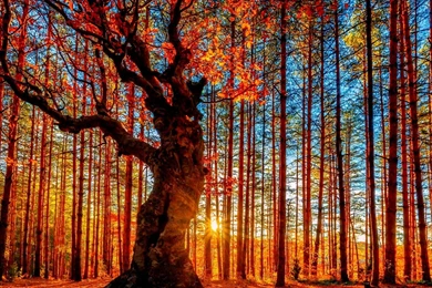 AUTUMN Fall Tree Forest Landscape Nature Leaves Wallpapers ...