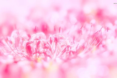 Pink Flower Wallpapers