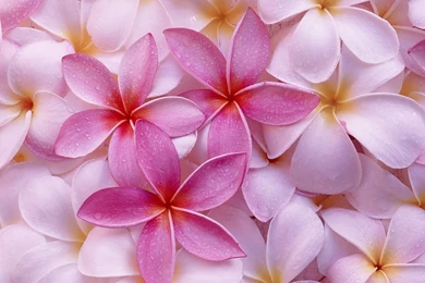 Pink Flowers HD Wallpapers