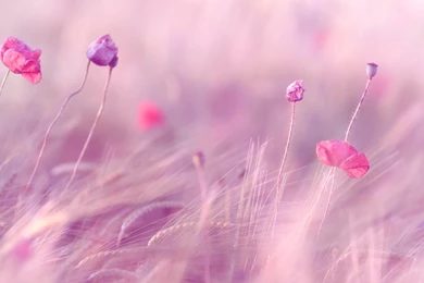 Flowers, Macro, Field, Background, Pink, Nature Wallpapers Hd, Desktop