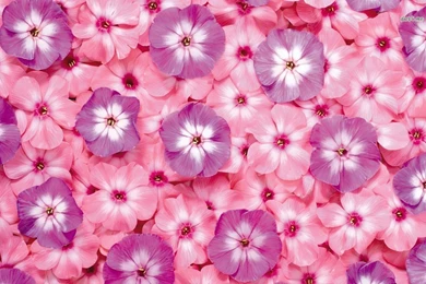 Small Pink And Purple Flowers Wallpapers   Flower Wallpapers
