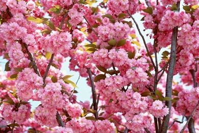 Pink Flowers Bloom Wallpapers