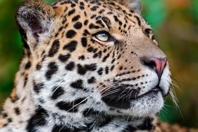 Jaguar Face Close Up Widescreen Wallpapers