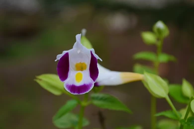 Beauty Of Nest HD Desktop Wallpapers : High Definition : Fullscreen ...