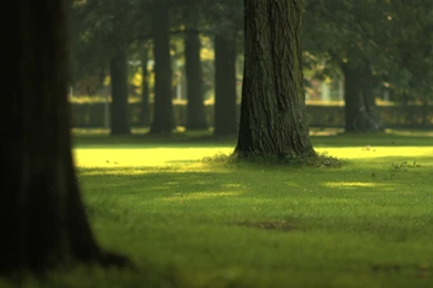 Forest Wallpapers HD