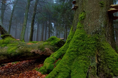 Forest, Forests, 1920x1080 HD Wallpapers And FREE Stock Photo