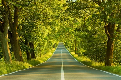 Forest Road Wallpapers   Bing Images