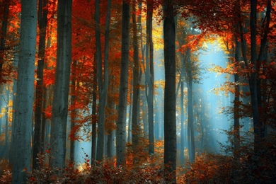 Top Glass Winter Forest Desktop Wallpapers