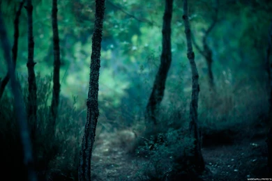 Forests Archives Nature Wallpapers HD