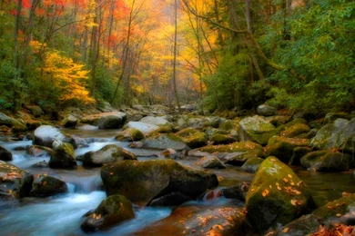 High Def Wallpapers Forest Hd Wallpapers Nature