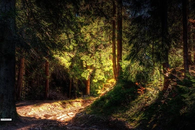 New forest hd wallpapers