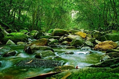 Forest HD Wallpapers