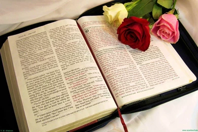 Roses On The Bible, Sparkle, 1920x1200 HD Wallpapers And FREE Stock ...