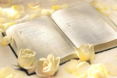Yellow Roses On Th Bible, Photography, 1920x1080 HD Wallpapers And ...