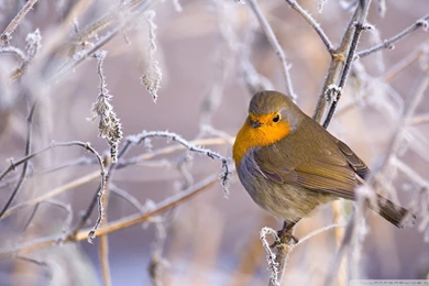 Winter Wallpapers 238   HD Wallpapers