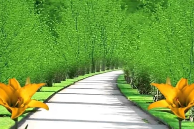 Nature HD Backgrounds 1280x720   YouTube