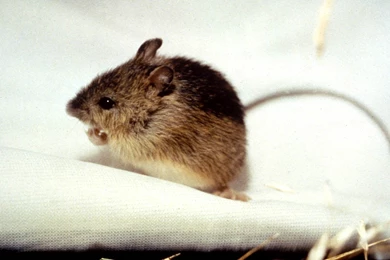 Jumping Mouse Wallpapers   Animals Town