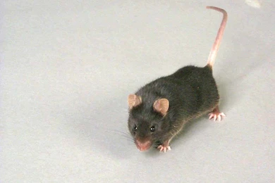 Free Mouse Wallpapers Download   Animals Town