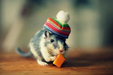 Cute Mouse Funny Hat HD Wallpapers For Desktop And Mobile