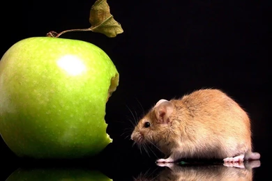 Mouse And Apple Wallpapers, Mouse And Apple Backgrounds, Mouse And ...