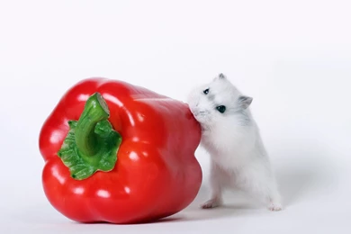 Pepper Animals Food Mouse Wallpapers   (